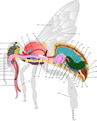Anatomiska šema dźěłaćerki mjedowje pčołki (Apis mellifera)