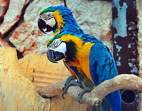 Schläfrige Gelbbrustaras (sleepy Blue-and-yellow Macaws) Weltvogelpark Walsrode 2010.jpg