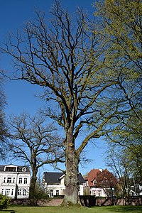 Schleswig-Holstein, Pinneberg, Naturdenkmal 03-07 NIK 2480.JPG