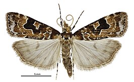 Scoparia ustimacula