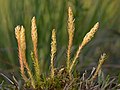 Selaginella selaginoides