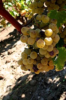 Semillon starting to get noble rot at Château Doisy-Védrines, Barsac, Sauternes.jpg