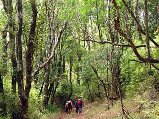 <span class="mw-page-title-main">Nonguén National Park</span> National park in Chile