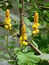 Candle Bush (Senna alata)