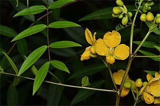 <i>Senna clavigera</i> Species of legume