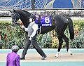 シャフリヤール (競走馬)のサムネイル