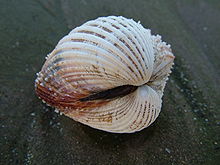 Seashell - Wikipedia