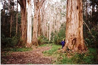 <i>Eucalyptus denticulata</i> Species of eucalyptus