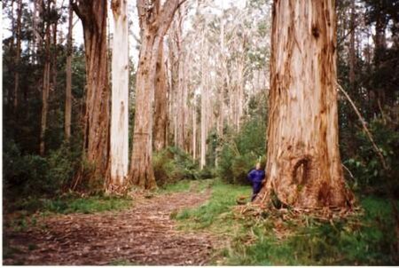 Eucalyptus_denticulata