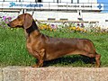 A variedade mais comum: O dachshund de pelagem curta
