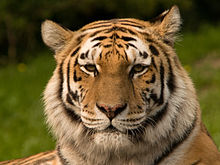 Siberischer tiger de.jpg