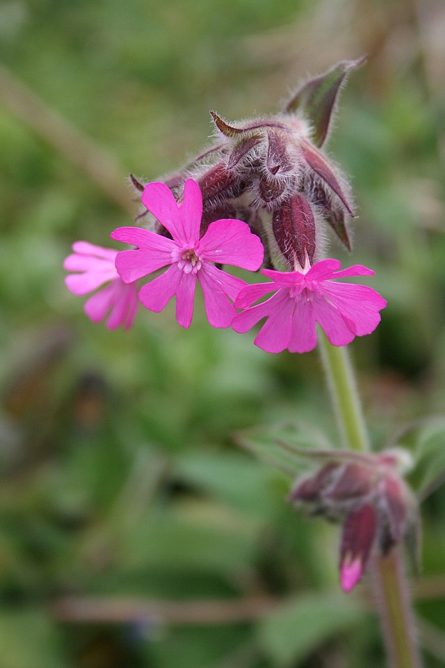 File:Silene_dioica_Crozon_060416w.jpg