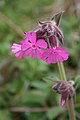 Silene dioica (Red Campion) près de Crozon