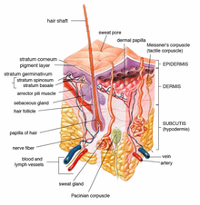 Hair follicle with mesenchymal dermal papilla, labelled at top, location of hair follicle stem cells and thought to be site of action of DHT. Skin.png