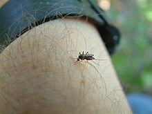 Skusea pembaensis biting a human arm.JPG