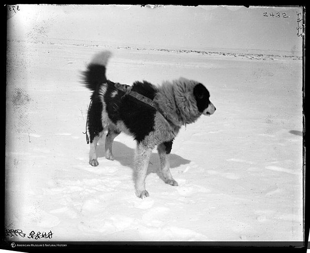 Sled dog wearing harness during the Jesup Expedition in Siberia
