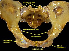 inferior pubic ligament