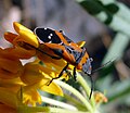 Миниатюра для Файл:Small Milkweed Bug - Lygaeus reclivatus - Flickr - gailhampshire.jpg