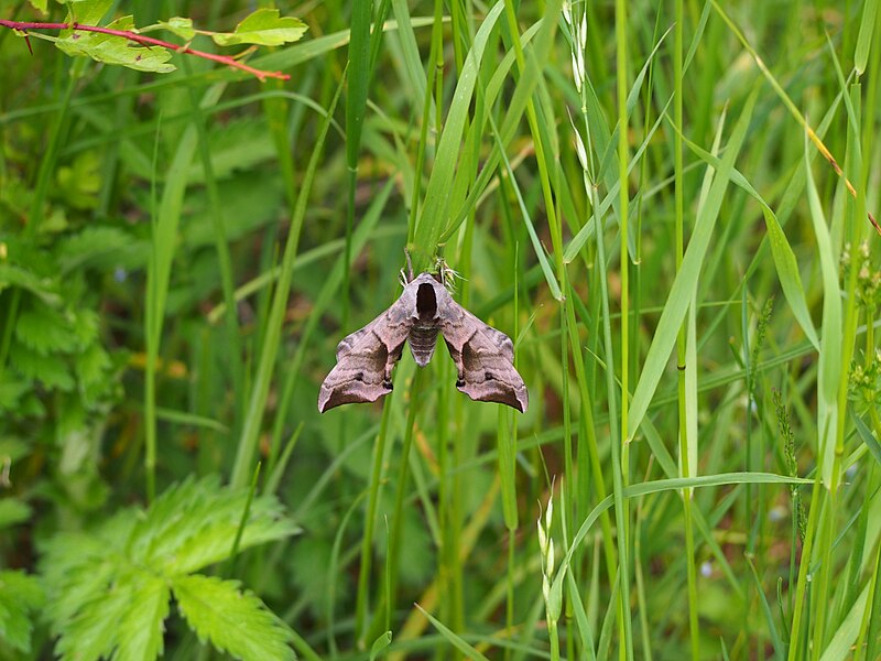 File:Smerinthus ocellata Nastrosz półpawik 2020-05-31 01.jpg