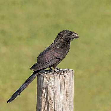 Smooth-billed ani by Charles J. Sharp