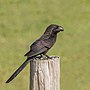 Thumbnail for File:Smooth-billed ani (Crotophaga ani) GC.JPG