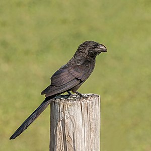 Crotophaga ani (Smooth-billed Ani)