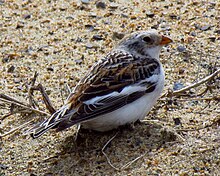 Snow Bunting, in spring.jpg