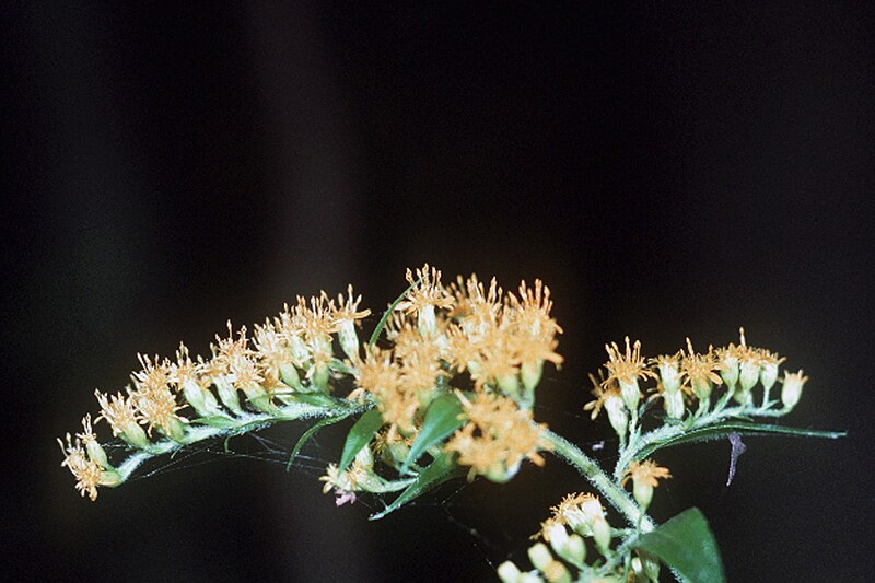 File:Solidago altissima NRCS-00.jpg