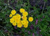 Crepis vesicaria (Asteraceae)