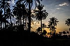 Sothern Palm Sunset.jpg