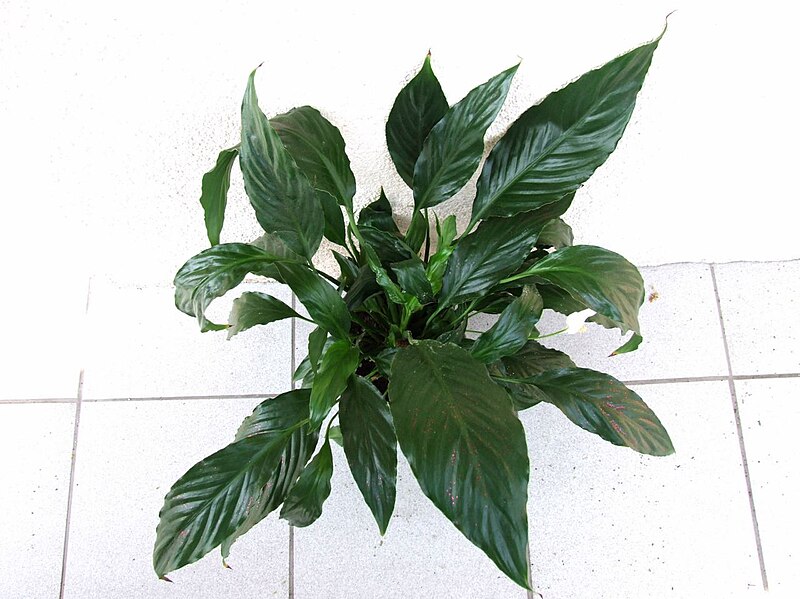 File:Spathiphyllum wallisii a1.jpg