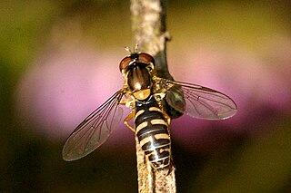 <i>Sphaerophoria fatarum</i> Species of fly