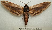 Sphinx drupiferarum sjh.JPG