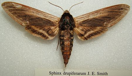 Sphinx drupiferarum sjh.JPG