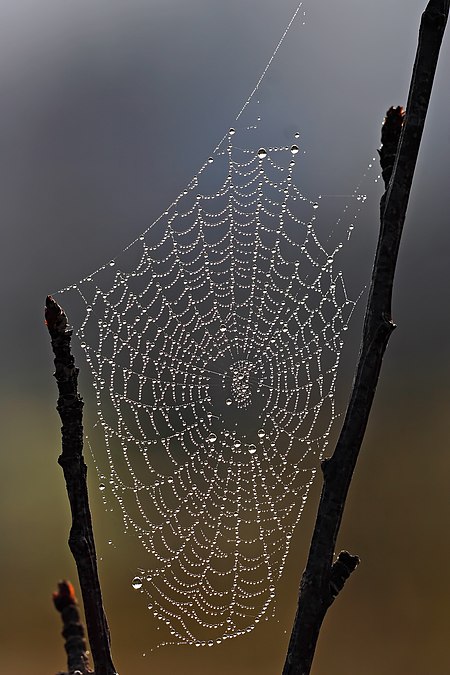 Fail:Spider_web_with_dew_drops.jpg