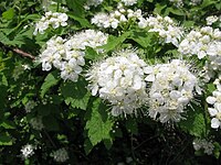 Spiraea chamaedryfolia var. pilosa