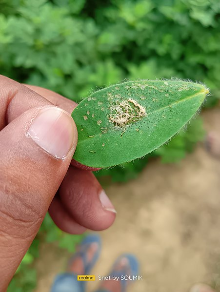 File:Spodoptera litura larvae.jpg