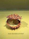 Thumbnail for File:Spondylus princeps name.jpg