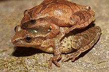 Spring Peeper mating Spring Peeper mating.jpg