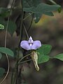 Spurred Butterfly Pea(Centrosema pubescens) from Koovery