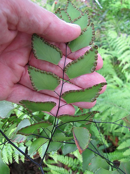 File:Starr-110307-2688-Adiantum trapeziforme-frond and sori-Kula Botanical Garden-Maui (25052198686).jpg