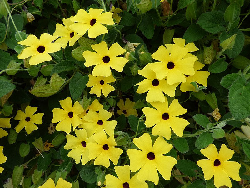 File:Starr-150811-0547-Thunbergia alata-Sundance flowering habit-Enchanting Floral Gardens of Kula-Maui (25295688275).jpg