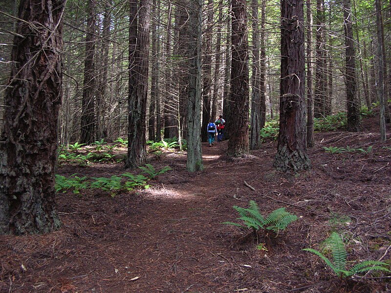 File:Starr 041221-1925 Sequoia sempervirens.jpg