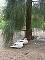 Casuarina glauca