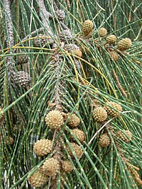 Casuarina glauca