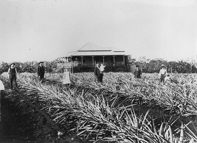 Pineapple plantation at Cleveland, 1907