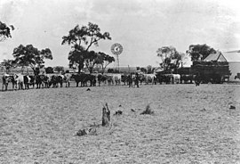 StateLibQld 1 70235 Mark Quinn's bullock team leaving Coomrith Station with a load of wool for Miles, 1918.jpg