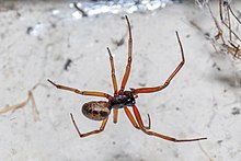 Steatoda nobilis France.jpg