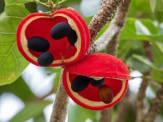 <i>Sterculia quadrifida</i> Species of plant in the family Malvaceae