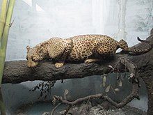 Stuffed leopard Stuffed leopard at Baroda Museum.jpg